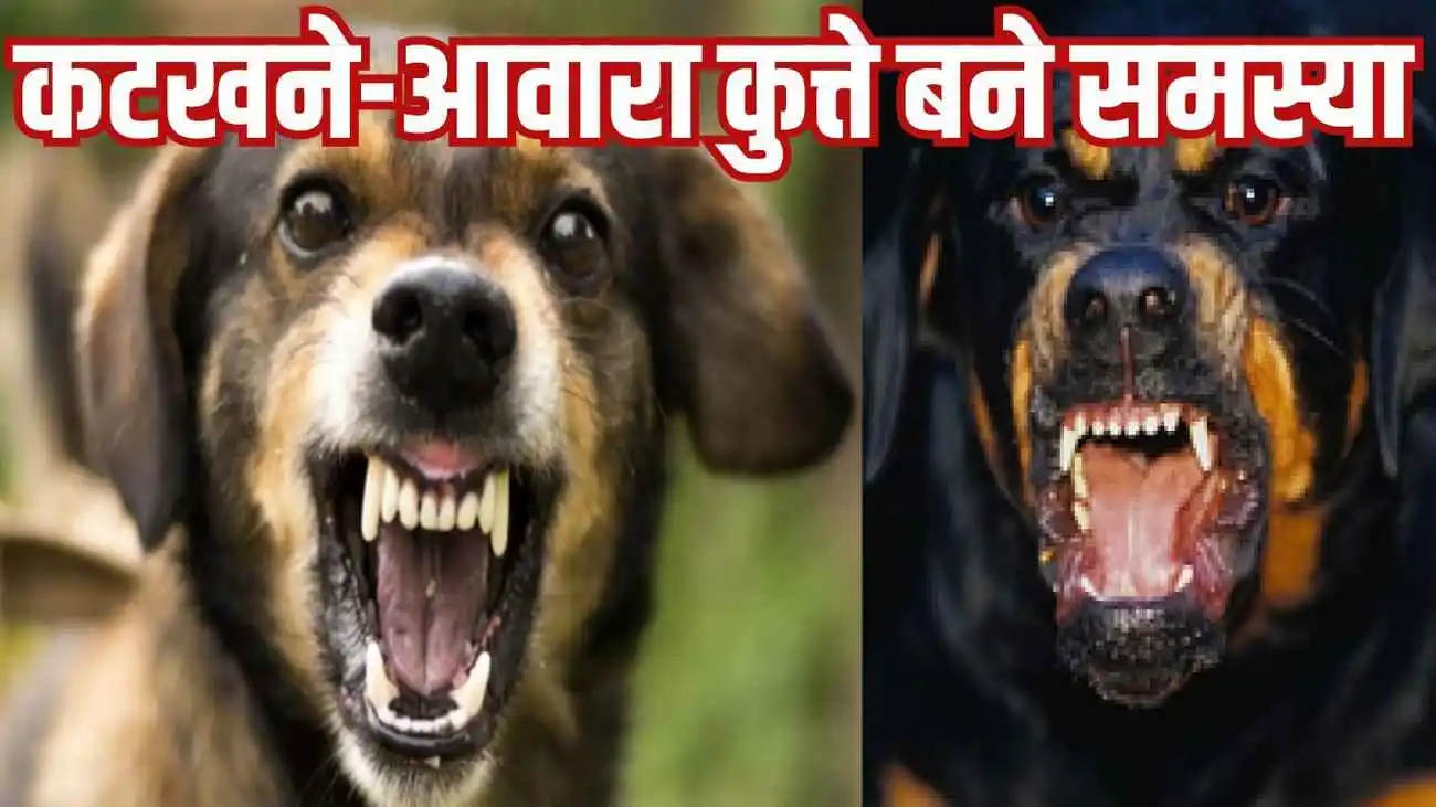 (SC on Attacks by Stray Dogs) (Dangerous Rottweiler dogs attack on Elderly Lady (Stray Dog Bite Turns Fatal for Uttarakhand Cop (Uttarakhand Policeman dies Bitten by Stray dog