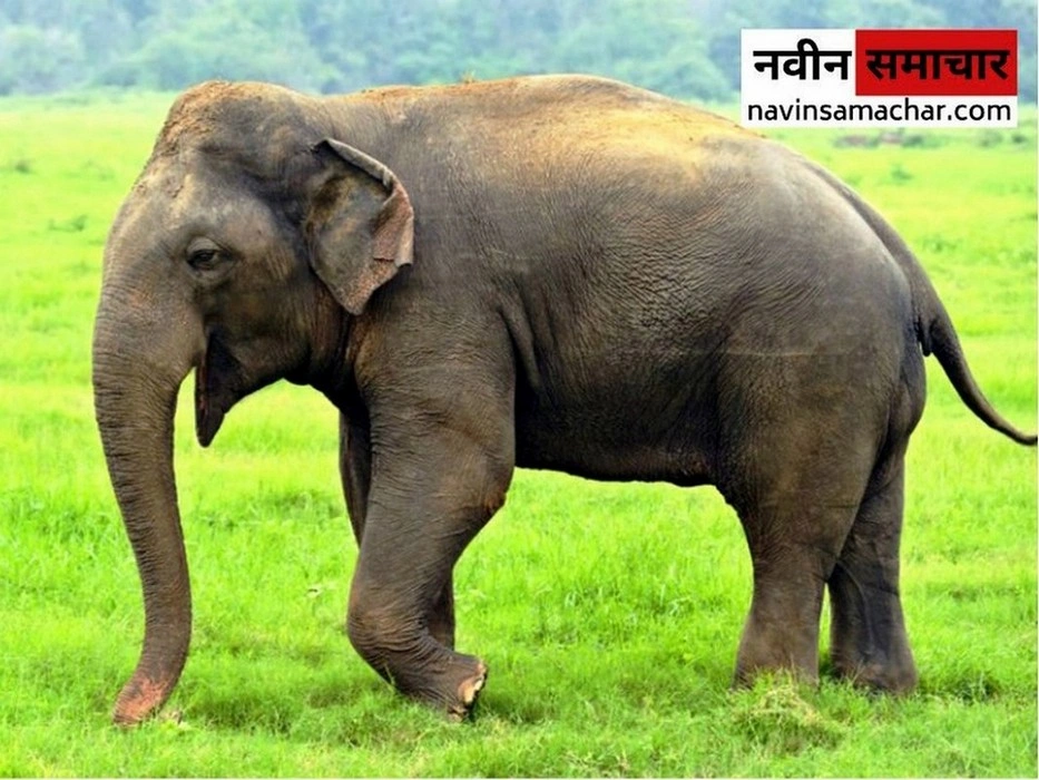 HathiElephant ezgif.com jpg to webp converter