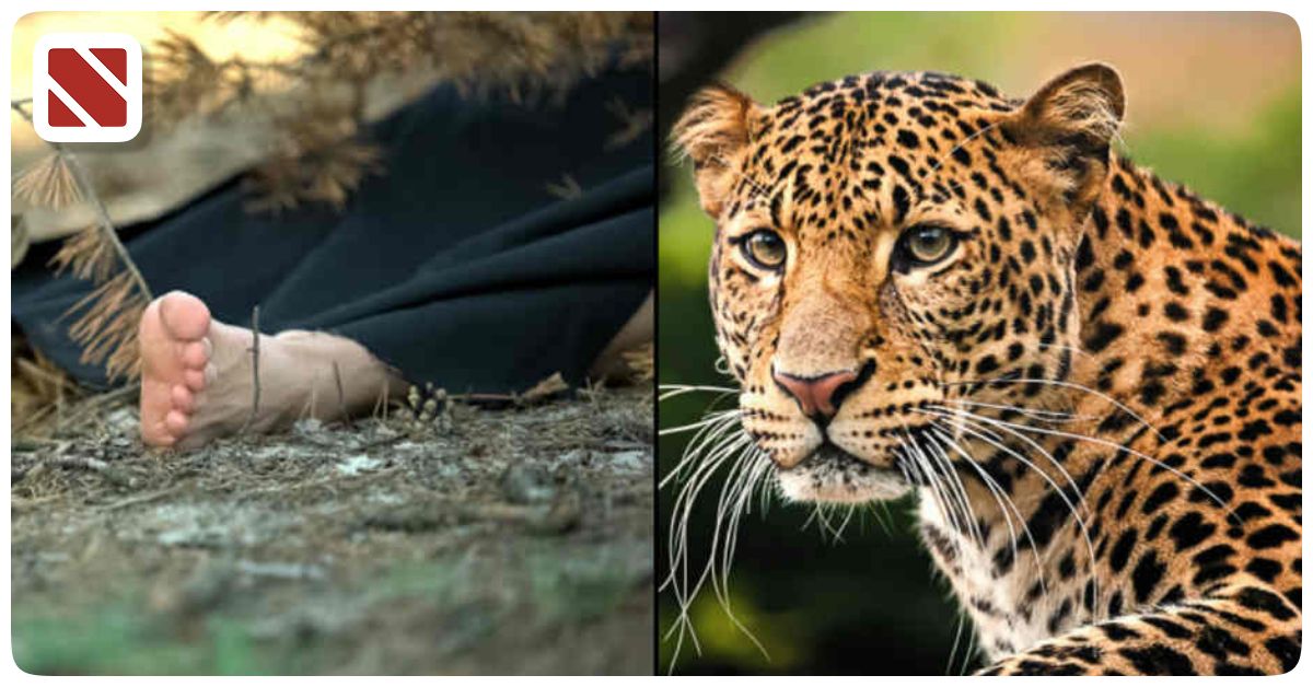 (Treatment in Animal Attacks)