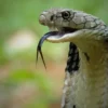 (Rudrapur-Newly Married Woman died Due Snake Bite